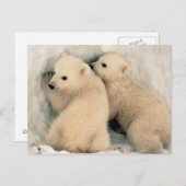 Cachorros de Oso Polar Briefkaart (Voorkant / Achterkant)