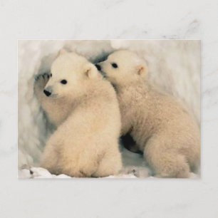 Cachorros de Oso Polar Briefkaart