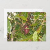 Cacoaboom Briefkaart (Voorkant / Achterkant)