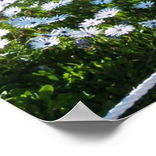 CACTI BIJ ROSARITO BEACH MEXICO POSTER (Hoek)