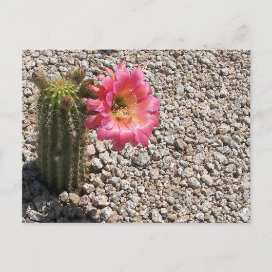 Cacti Bloom Briefkaart (Voorkant)