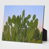 Cacti en sisal in het droge bos fotoplaat (Zijkant)