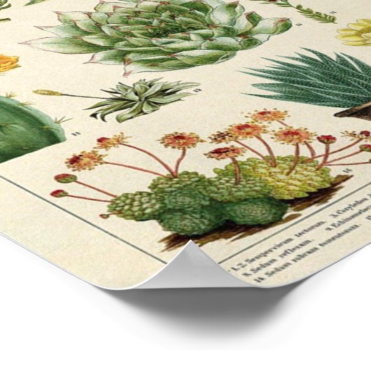 Cacti en Succulenten Poster (Hoek)