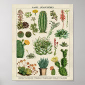 Cacti en Succulenten Poster (Voorkant)