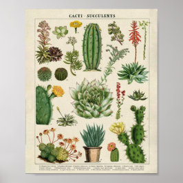 Cacti en Succulenten Poster