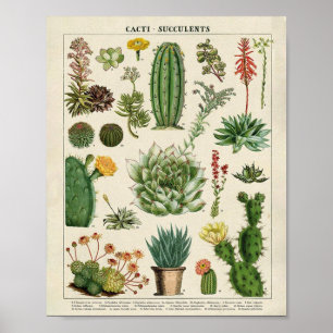Cacti en Succulenten Poster