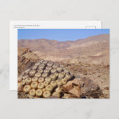Cacti in de Atacama woestijn, Chili Briefkaart (Voorkant / Achterkant)