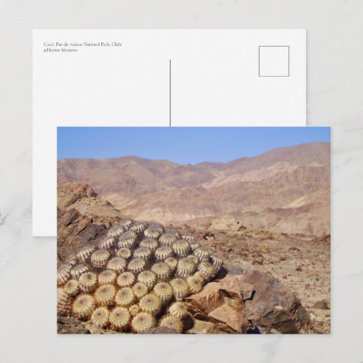Cacti in de Atacama woestijn, Chili Briefkaart (Voorkant / Achterkant)
