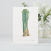 Cacti plant  illustratie (Staand voorkant)