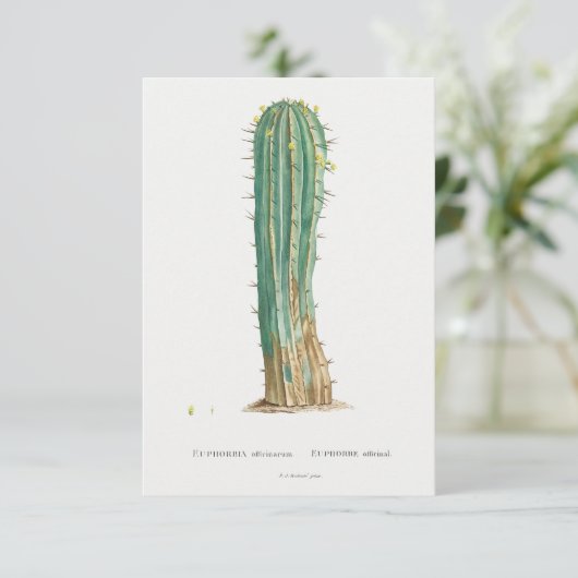 Cacti plant illustratie (Staand voorkant)