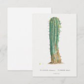 Cacti plant  illustratie (Voorkant / Achterkant)