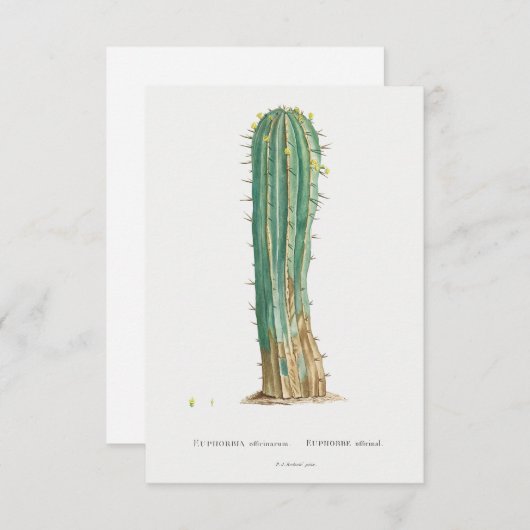 Cacti plant  illustratie (Voorkant / Achterkant)