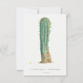 Cacti plant illustratie