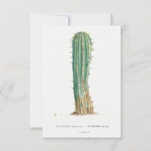 Cacti plant illustratie