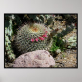 Cacti Poster (Voorkant)
