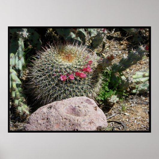 Cacti Poster (Voorkant)