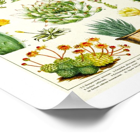Cacti Succulent Scientific Chart Poster (Hoek)