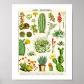 Cacti Succulent Scientific Chart Poster (Voorkant)