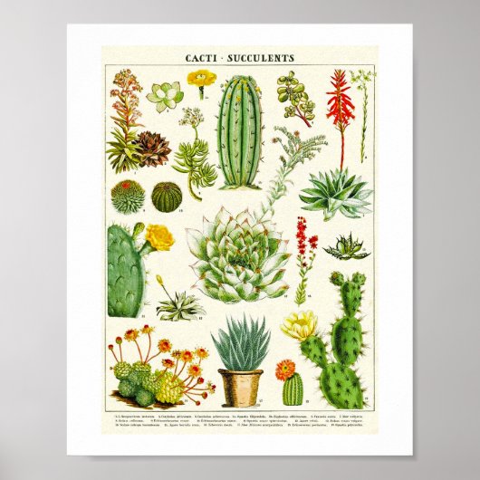 Cacti Succulent Scientific Chart Poster (Voorkant)