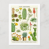 Cacti Succulents Botanical Illustration Postcard Briefkaart (Voorkant)