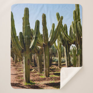 Cacti tuin. Groene hoge cactussen en succulturen g Sherpa Deken