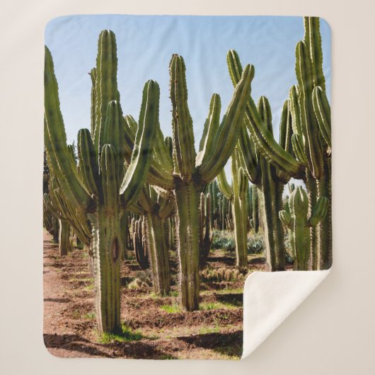 Cacti tuin. Groene hoge cactussen en succulturen g Sherpa Deken (Voorkant)