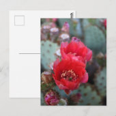 Cactuons Flowers Deep Pink Blooms Briefkaart (Voorkant / Achterkant)