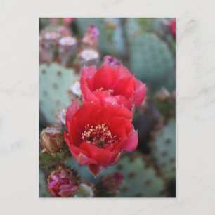 Cactuons Flowers Deep Pink Blooms Briefkaart