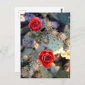 Cactuons Flowers Red Blooms Briefkaart (Voorkant / Achterkant)