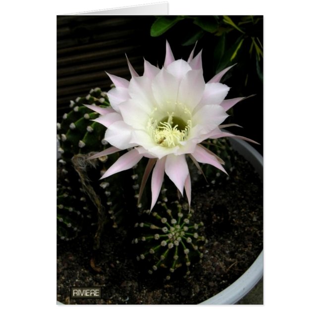 Cactus (Voorkant)