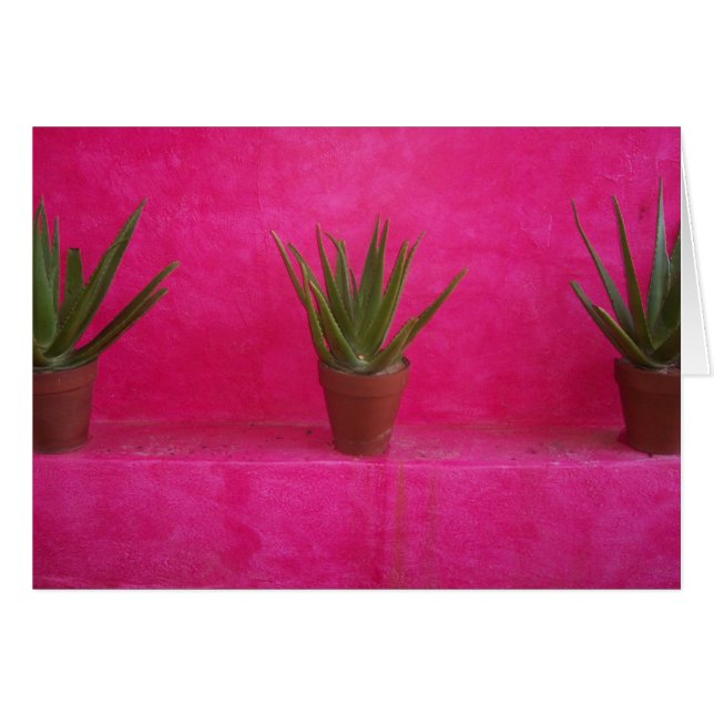 cactus (Voorkant Horizontaal)