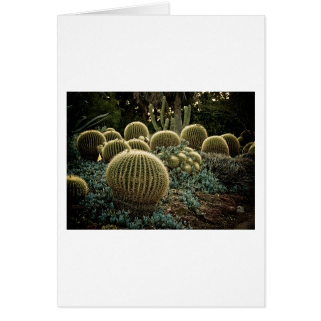 Cactus (Voorkant)