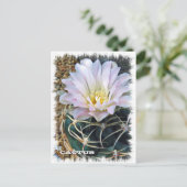 Cactus ポストカード briefkaart (Staand voorkant)