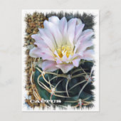 Cactus ポストカード briefkaart (Voorkant)