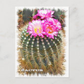 Cactus ポストカード briefkaart (Voorkant)