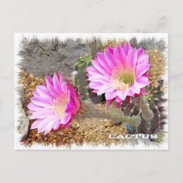 Cactus ポストカード briefkaart