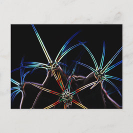 Cactus 1 pccna briefkaart