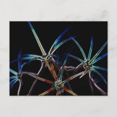 Cactus 1 pccnm briefkaart (Voorkant)