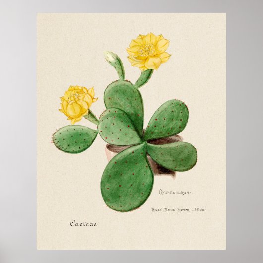 Cactus 2 poster (Voorkant)
