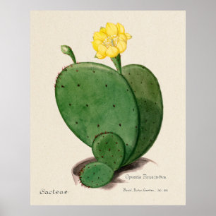 Cactus 3 poster