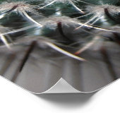 cactus (3) poster (Hoek)