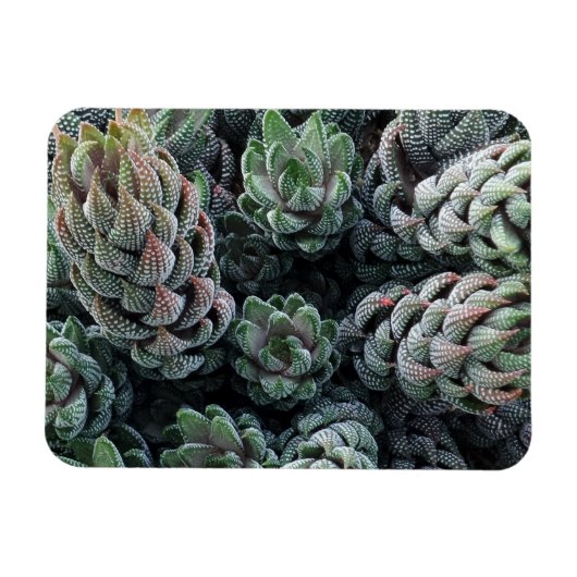 Cactus 3"x4" Magnet Magneet (Horizontaal)