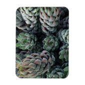 Cactus 3"x4" Magnet Magneet (Verticaal)