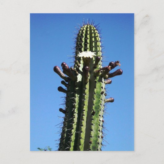Cactus, Batopilas, Copper Canyon, Mexico Briefkaart (Voorkant)