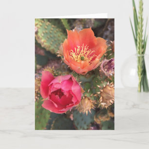 Cactus Bloemen Bloeiende Woestijn Kaart