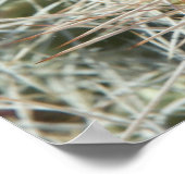 Cactus bloemen poster (Hoek)