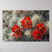 Cactus bloemen poster (Voorkant)