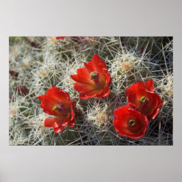 Cactus bloemen poster