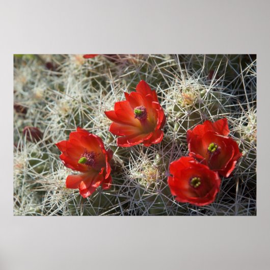 Cactus bloemen poster (Voorkant)