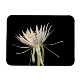 Cactus-bloemenmagneet Magneet
